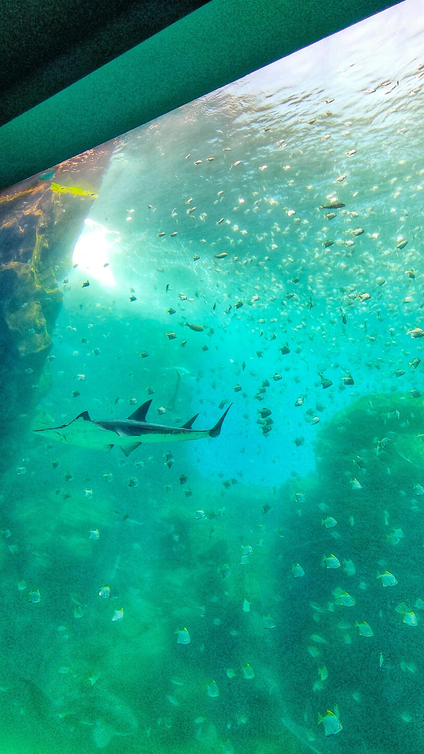 桃園中壢景點 Xpark 都會型水生公園 從日本來的小型水族館 水母區是驚艷的網美拍照點 民宿女王芽月 美食 旅遊 全台趴趴走